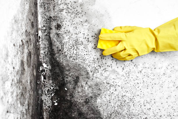 Best Black Mold Removal  in Port Jefferson, NY
