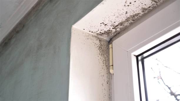 Best Commercial Mold Removal  in Port Jefferson, NY