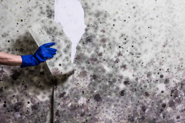 Mold Removal and Inspection in Port Jefferson, NY