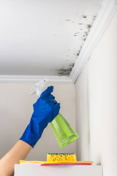 Best Commercial Mold Removal  in Port Jefferson, NY