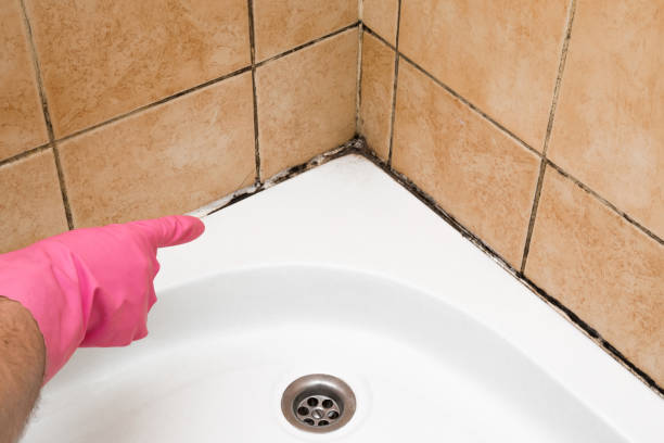 Best Mold Damage Repair  in Port Jefferson, NY